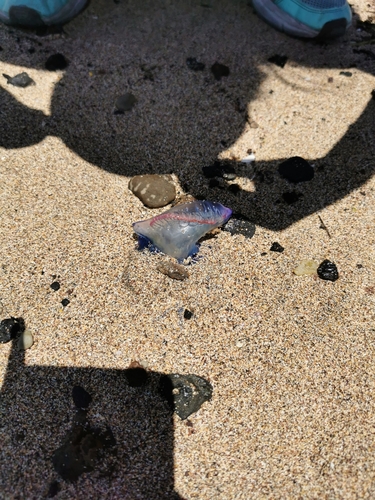 photo of Portuguese Man O' War (Physalia physalis)