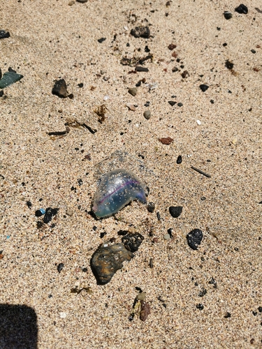 photo of Portuguese Man O' War (Physalia physalis)