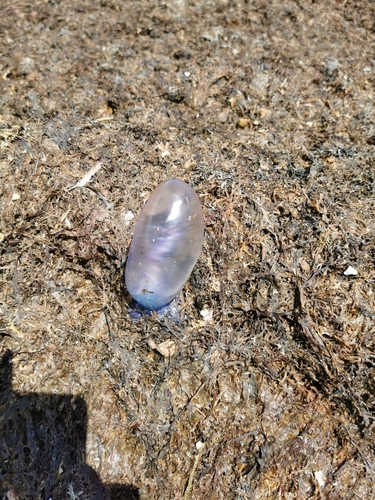 photo of Portuguese Man O' War (Physalia physalis)