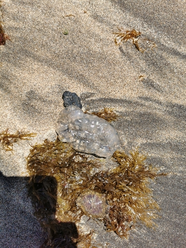 photo of Salps (Salpa)