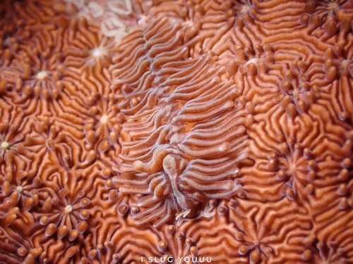 Tenellia viei — seen at this dive site