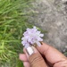 Armeria euscadiensis - Photo (c) Alysa, all rights reserved, uploaded by Alysa