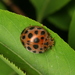 Twenty-eight Spotted Lady Beetle - Photo (c) Taewoo Kim, all rights reserved, uploaded by Taewoo Kim
