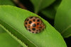 Twenty-eight Spotted Lady Beetle - Photo (c) Taewoo Kim, all rights reserved, uploaded by Taewoo Kim