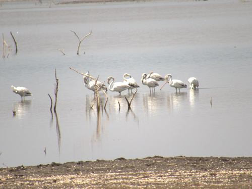 Greater Flamingo