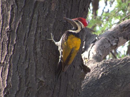 Black-rumped Flameback