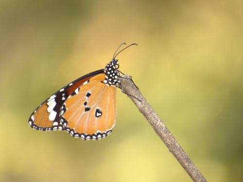 Plain Tiger Butterfly