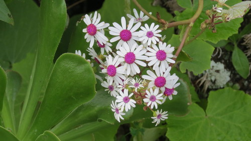 Pericallis webbii