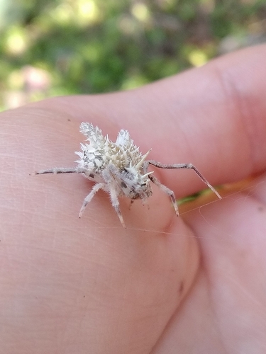Mastophora leucacantha