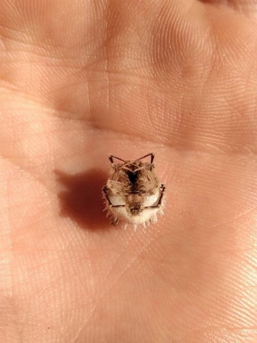 Mastophora leucacantha