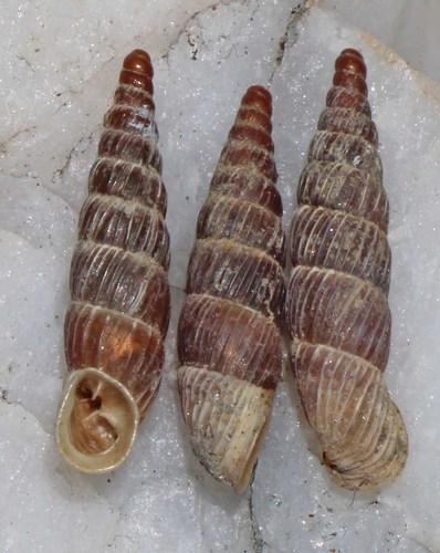 Alopia glorifica