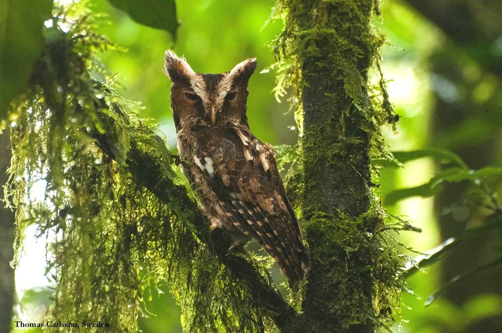 Rajah Scops-Owl photo