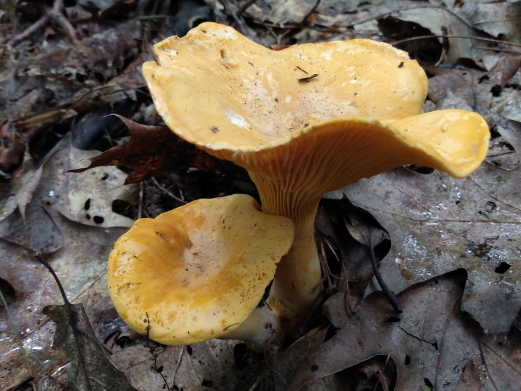 Cantharellus from Hambden Township, OH 44024, USA on July 2, 2021 at 01 ...