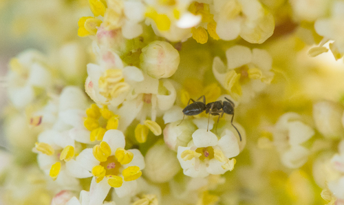 photo of Odorous House Ant (Tapinoma sessile)