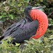 Magnificent Frigatebird - Photo (c) JUAN ROMERO, all rights reserved, uploaded by JUAN ROMERO