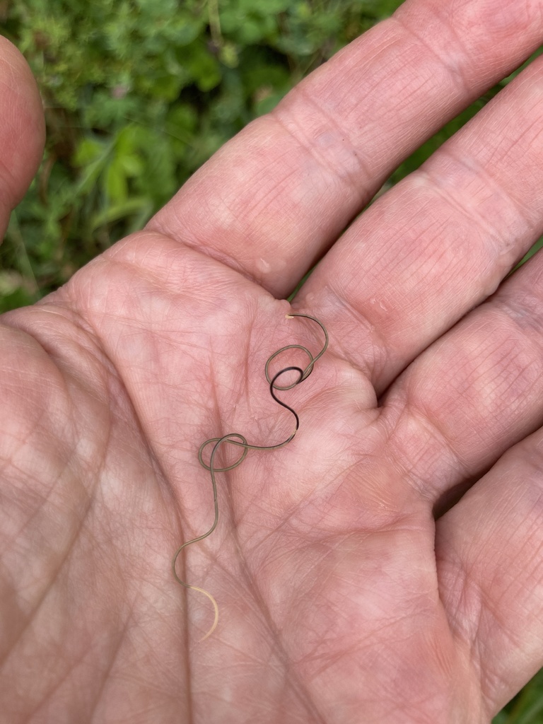 Horsehair Worms (Phylum Nematomorpha) · iNaturalist