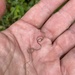 Horsehair Worms - Photo (c) Bryan Pfeiffer, all rights reserved, uploaded by Bryan Pfeiffer