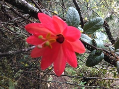 Image of Passiflora adulterina
