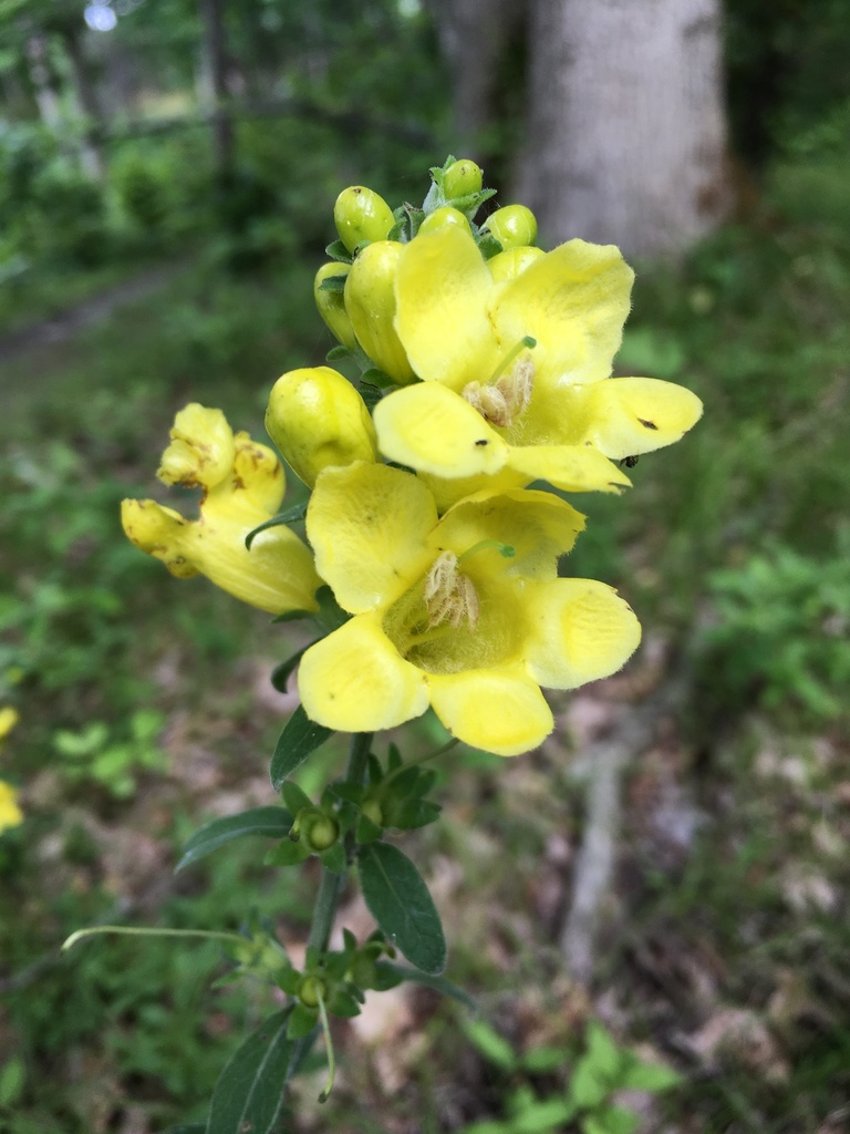 downy yellow false foxglove in July 2021 by zera88 · iNaturalist