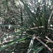 Pandanus austrosinensis - Photo (c) dearclarissa, todos los derechos reservados