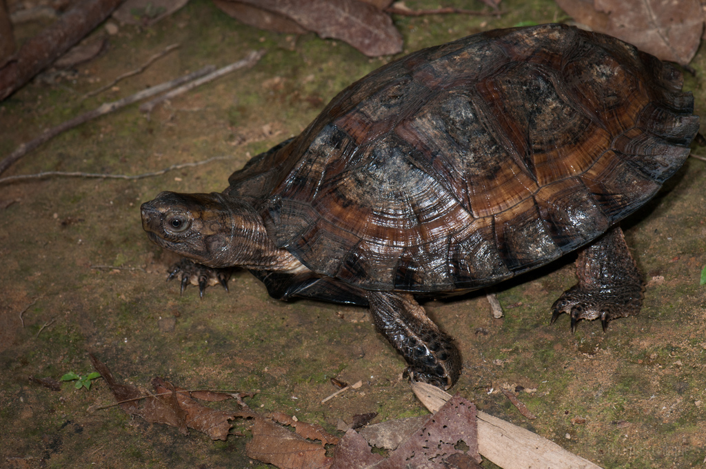Asian Leaf Turtles