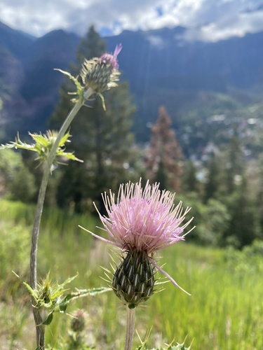 Cirsium tracyi