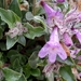 Harbour's Beardtongue - Photo (c) Anthony Culpepper, all rights reserved, uploaded by Anthony Culpepper