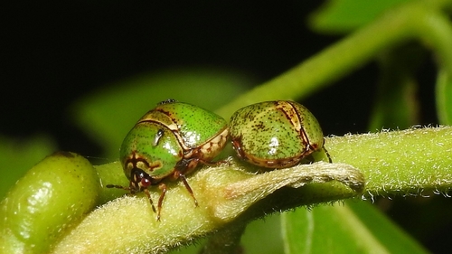 Megacopta horvathi · iNaturalist Mexico