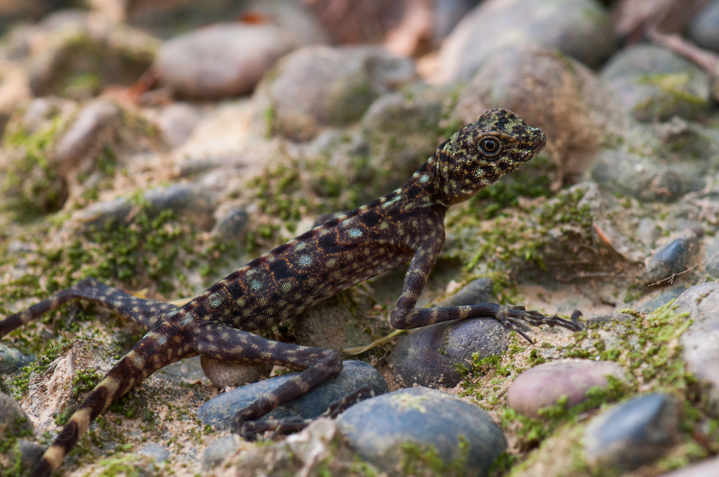 Phuwua Rock Agama