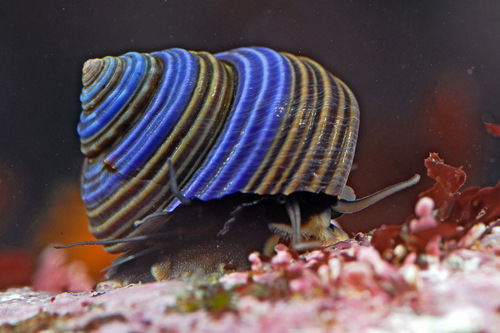 Blue-Ringed Top Snail