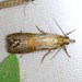 California Grass-veneer Moth - Photo (c) Jay Keller, all rights reserved, uploaded by Jay Keller