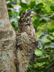 Nyctibius jamaicensis image