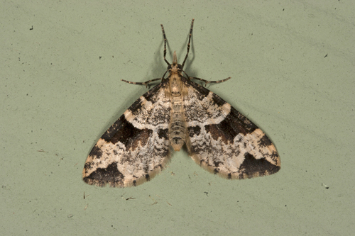 Perizoma interrupta