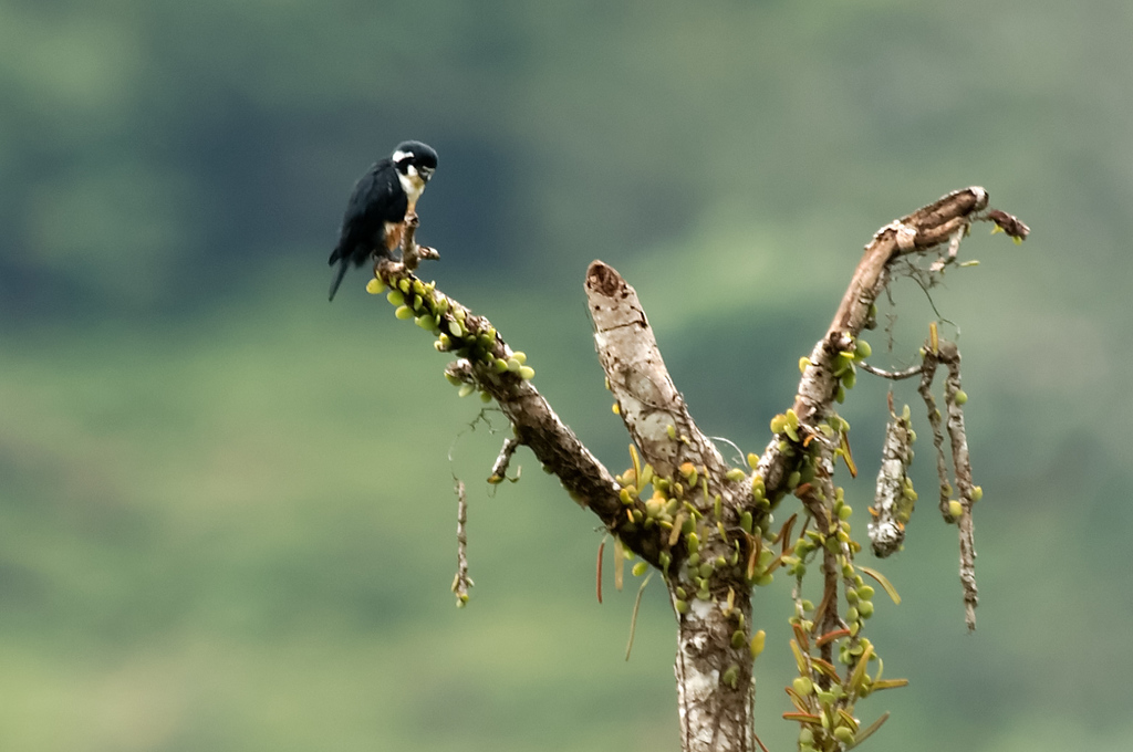 falconet bird