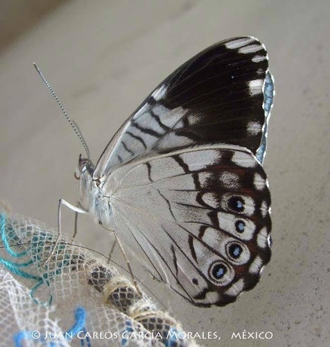 Black-patched Cracker