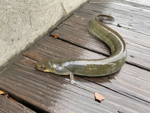 American Eel