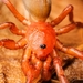 Orange Lungless Spiders - Photo (c) Jarrod Todd, all rights reserved, uploaded by Jarrod Todd