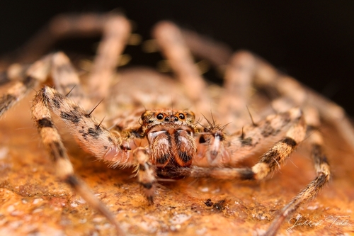 Genus Anyphops · iNaturalist