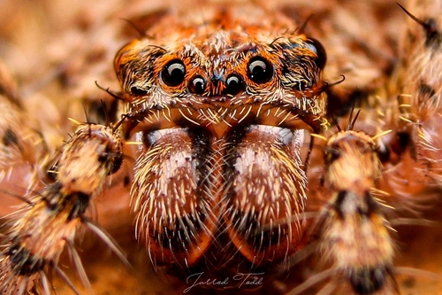 Genus Anyphops INaturalist