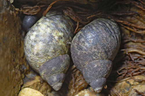 Checkered Periwinkle