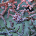 Observation photo