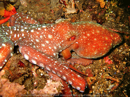 Género Callistoctopus · Naturalista Costa Rica