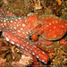 Callistoctopus - Photo (c) tamsynmann, כל הזכויות שמורות, הועלה על ידי tamsynmann