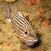 Cardinalfishes - Photo (c) tamsynmann, all rights reserved, uploaded by tamsynmann