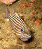 Cardinalfishes - Photo (c) tamsynmann, all rights reserved, uploaded by tamsynmann