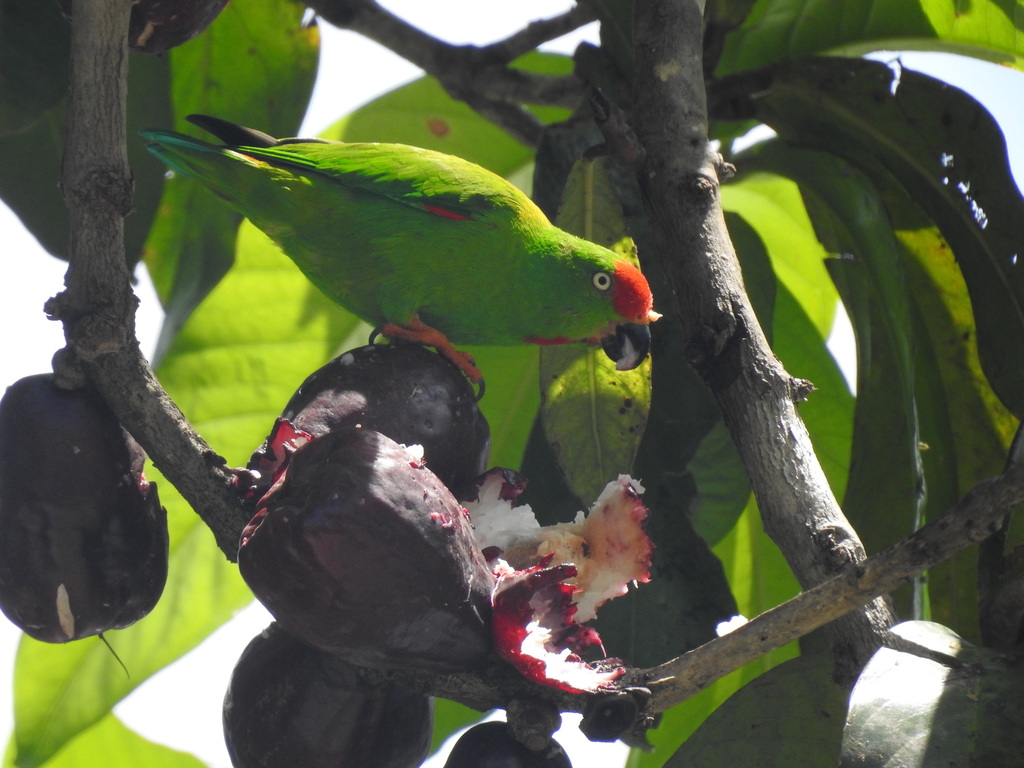 Sula Hanging-Parrot photo