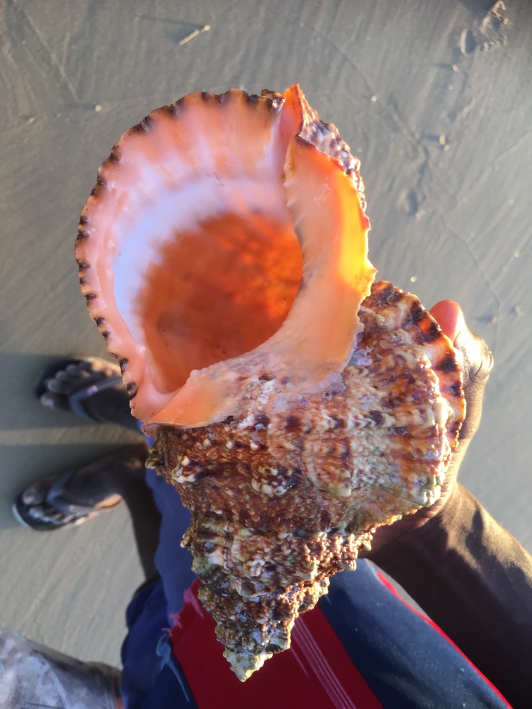 Shell Frogs Giant Frog Shell from Cidade de Inhambane, , Inhambane, MZ on March 10 ...