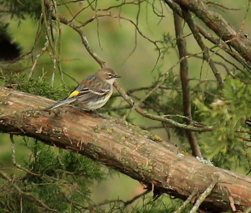 Yellow-rumped Warbler photographed in Arkansas