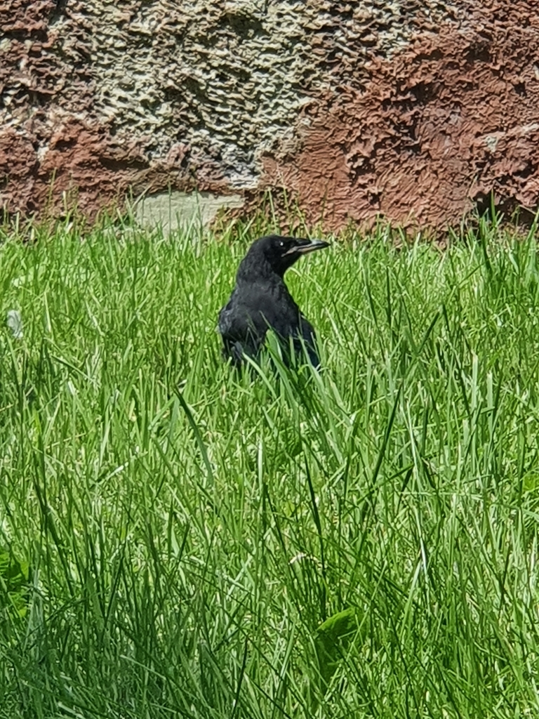 Rook from Нововолинськ on June 30, 2021 at 01:02 PM by Владислав Галкін ...