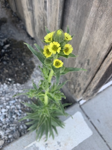 iNaturalist observation photo of coast tarweed